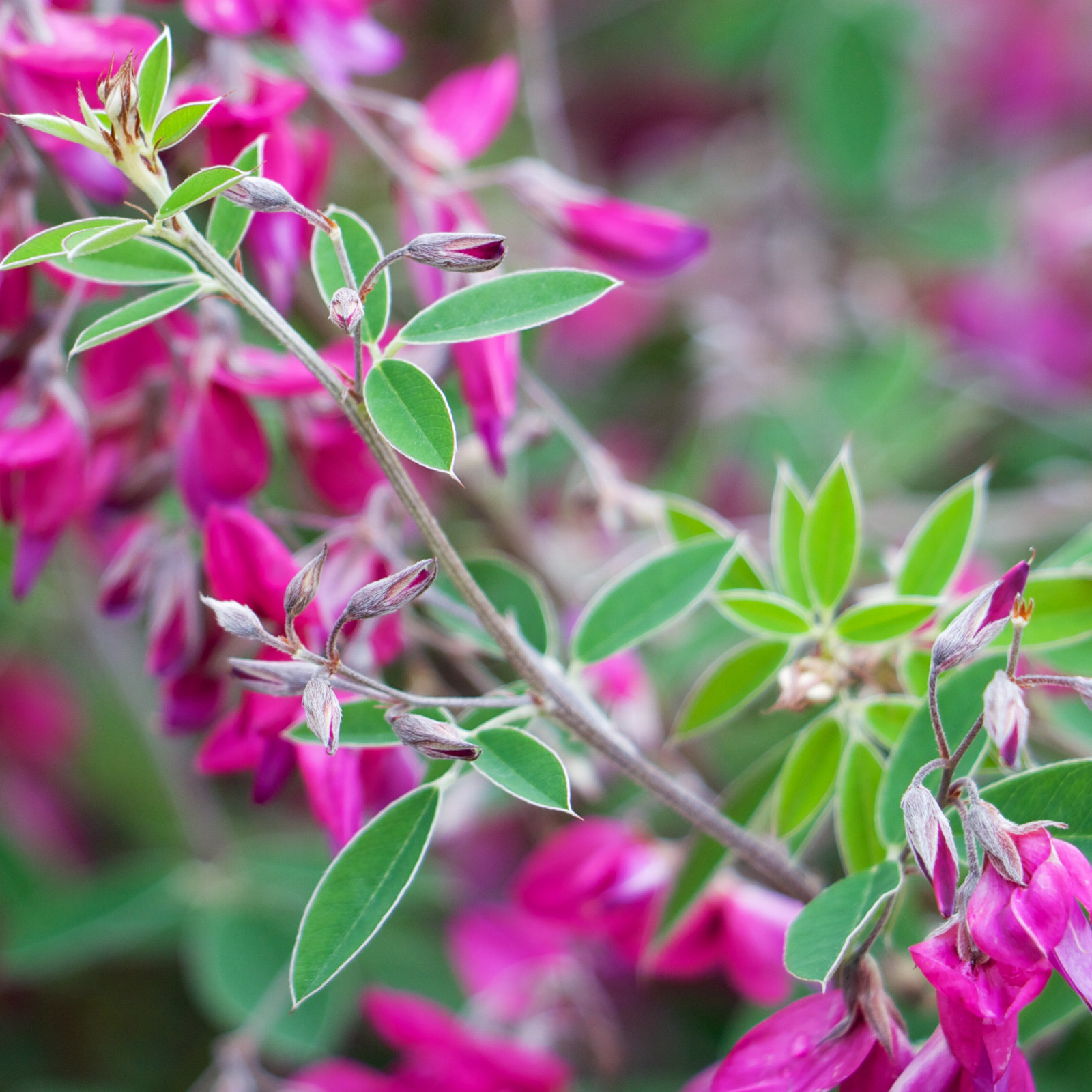 LESPEDEZA thunbergii ‚Gibraltar‘ en Septembre