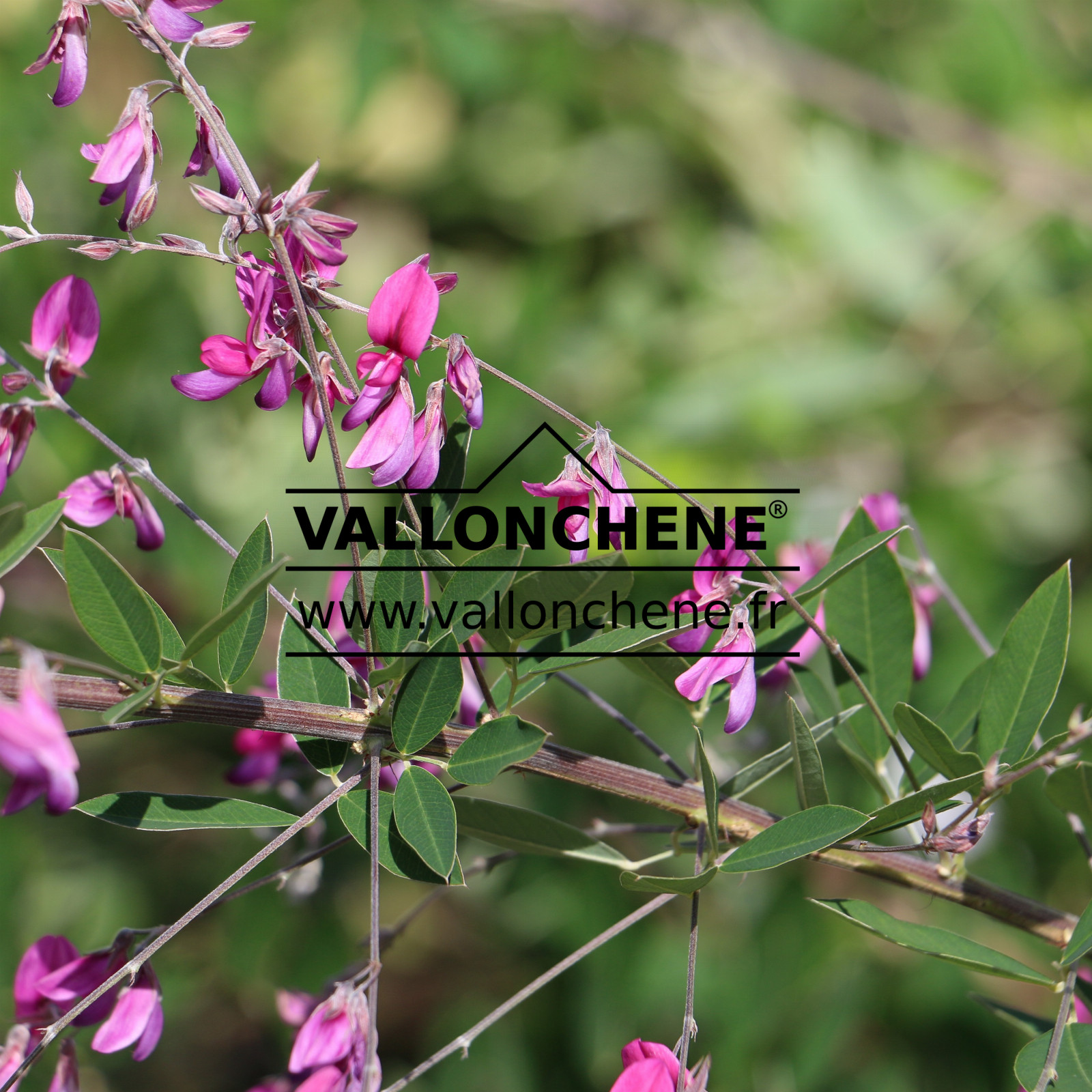 LESPEDEZA thunbergii ‚Gibraltar‘ en Août