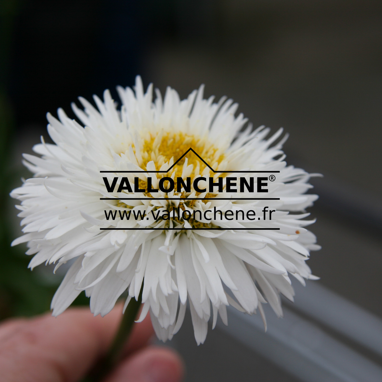 LEUCANTHEMUM x superbum ‘Schneehurken’
