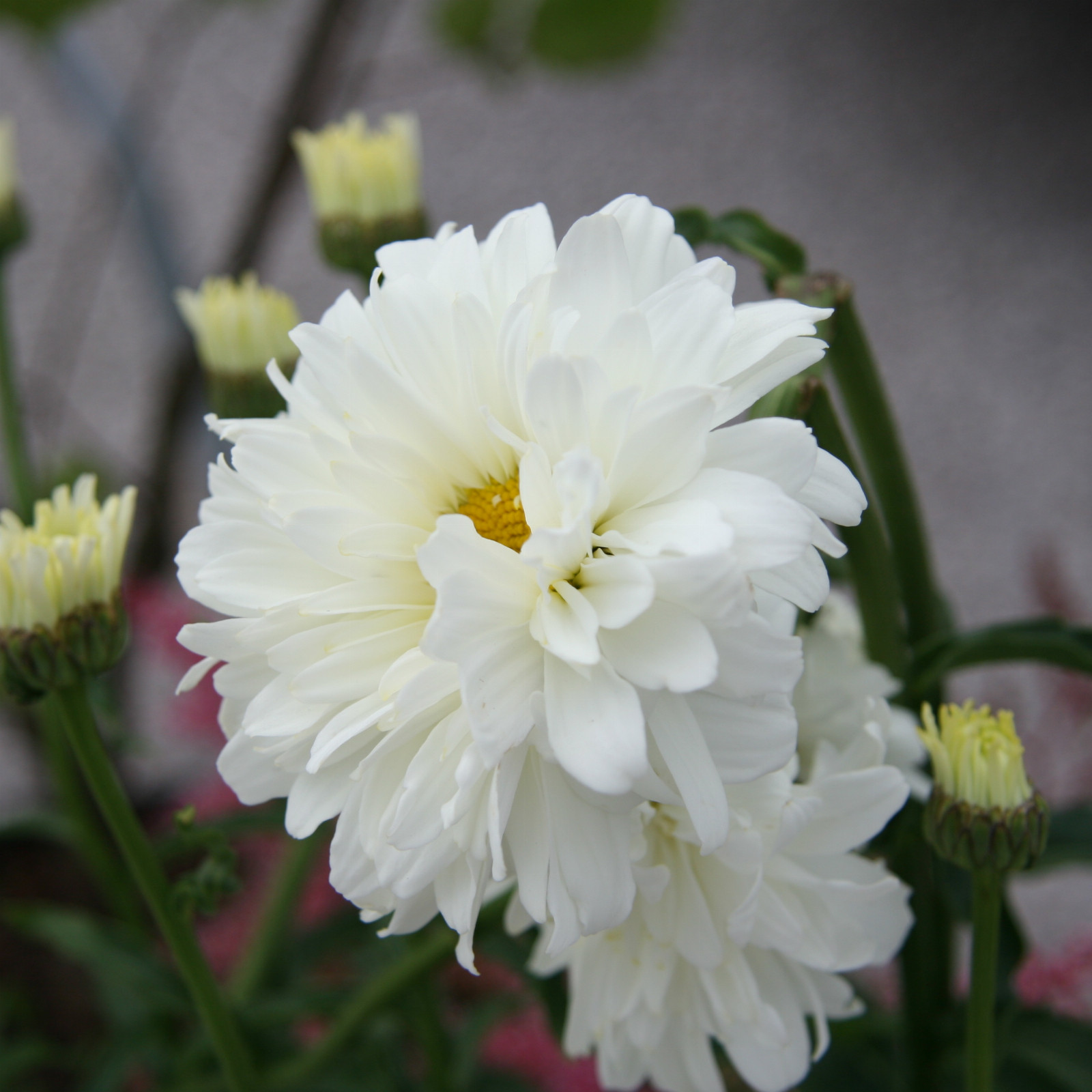 LEUCANTHEMUM x superbum ‘Victorian Secret’