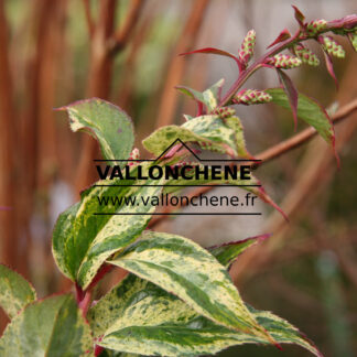 LEUCOTHOE fontanesiana 'Rainbow' en Mars