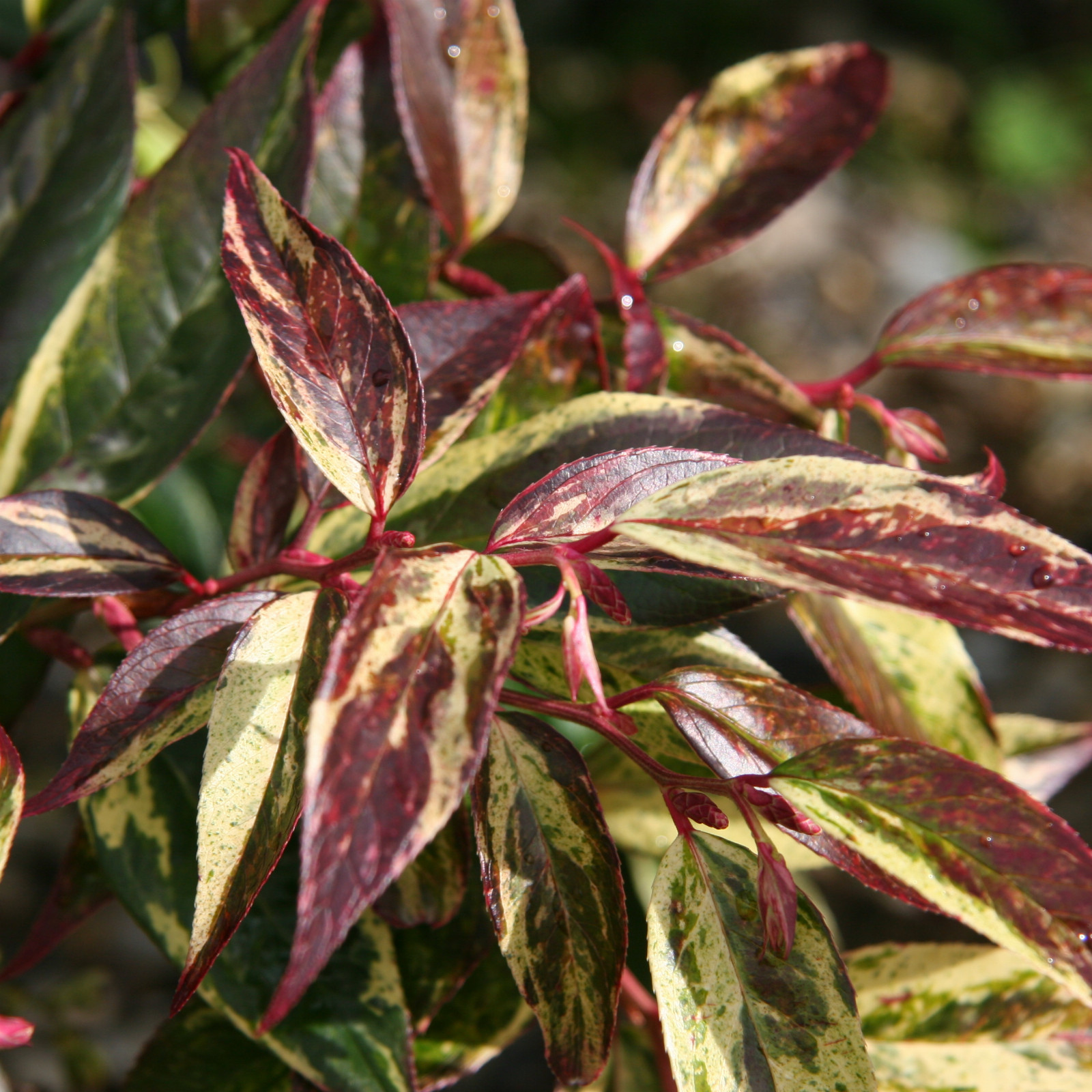 LEUCOTHOE fontanesiana ‘Rainbow’ en Septembre