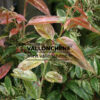 LEUCOTHOE fontanesiana 'Rainbow' en julio
