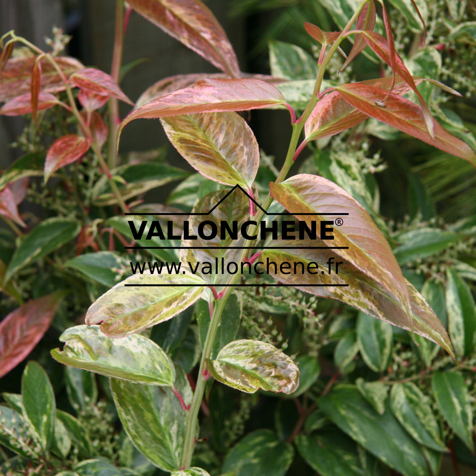 LEUCOTHOE fontanesiana 'Rainbow' en Juillet