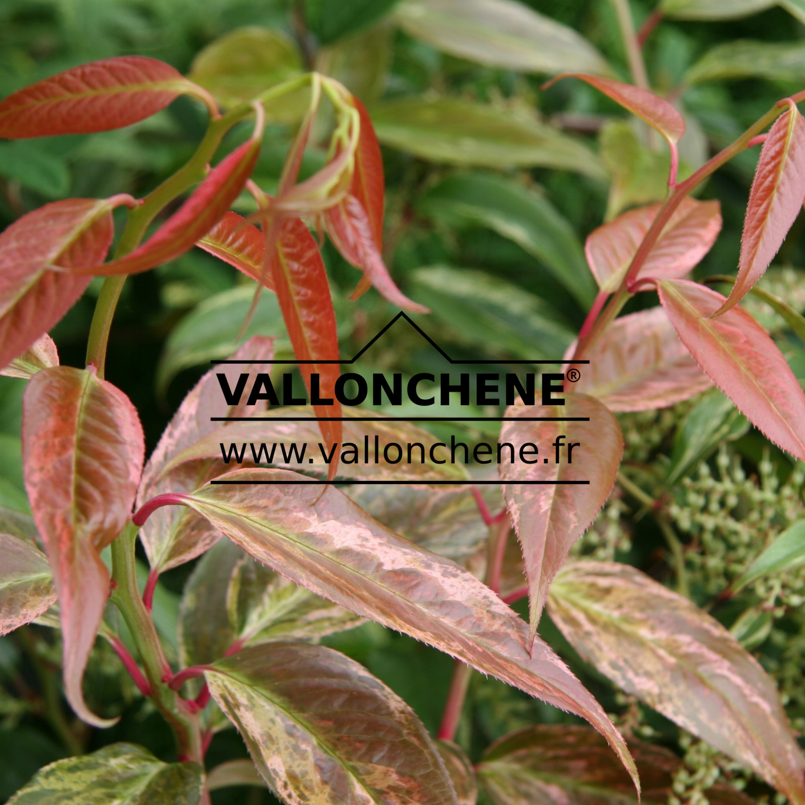 LEUCOTHOE fontanesiana ‘Rainbow’ en Juillet