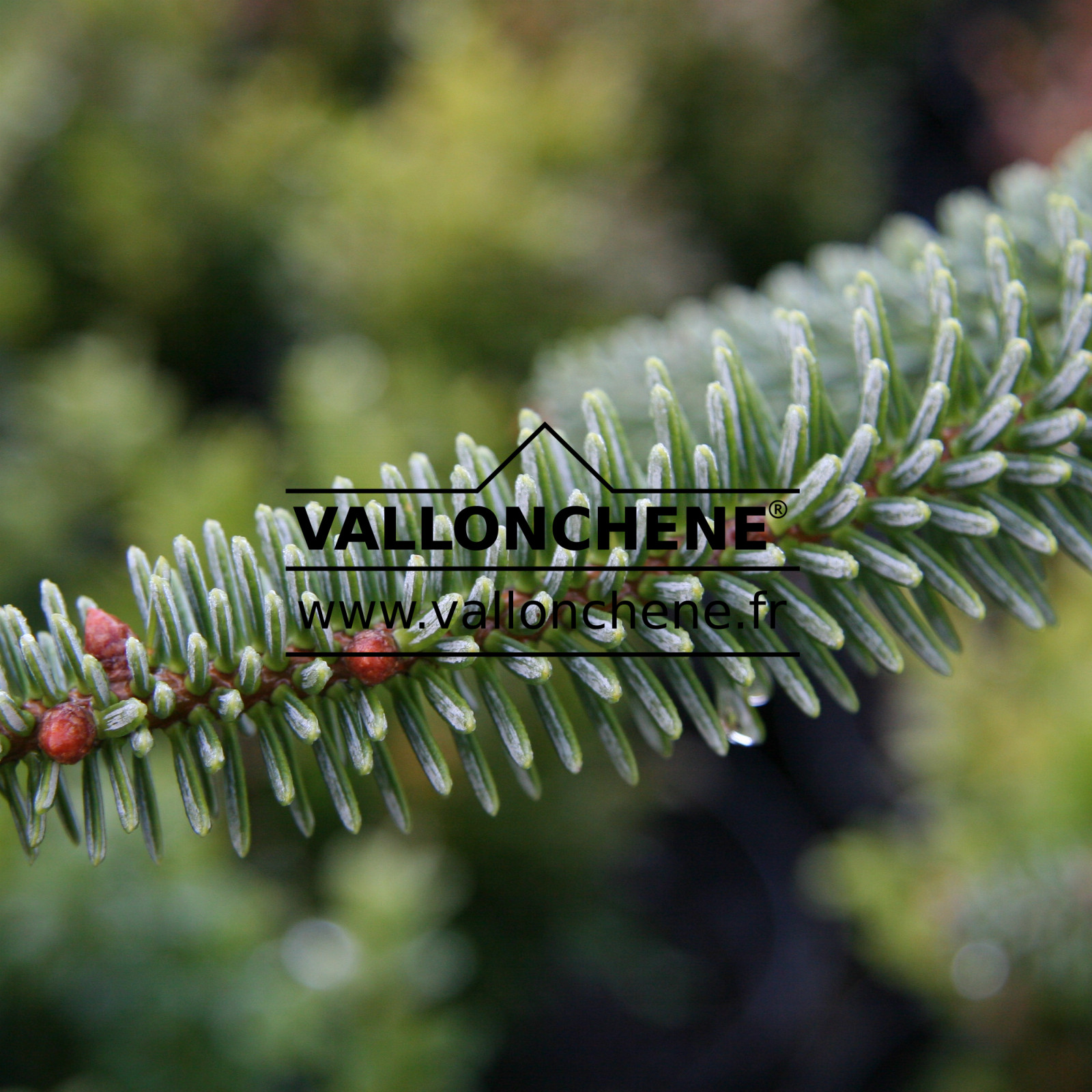 ABIES pinsapo ‚Horstmann‘ en Octobre