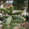 ABIES pinsapo ‘Kelleriis’ en Avril