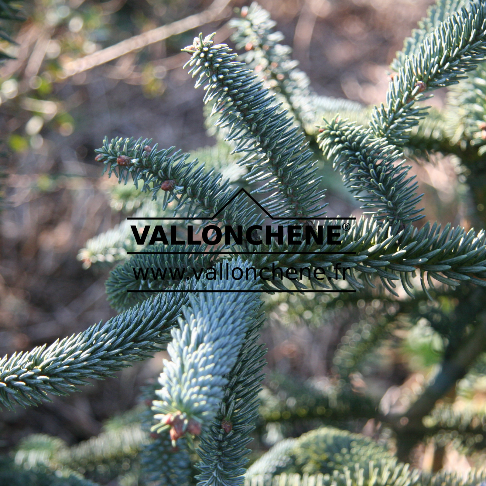 ABIES pinsapo 'Kelleriis' en Février