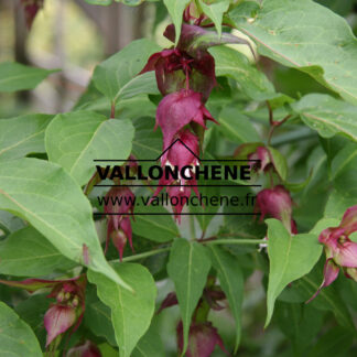 LEYCESTERIA formosa en Juillet