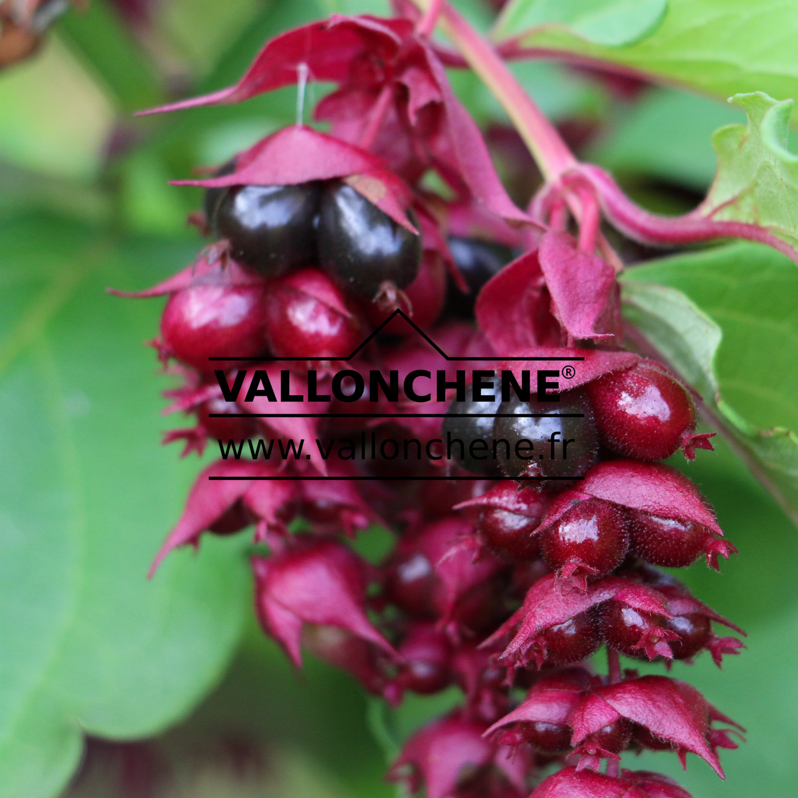 LEYCESTERIA formosa en Octobre