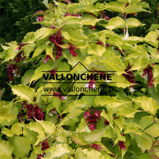 LEYCESTERIA formosa 'Golden Lanterns' (R) en Septembre