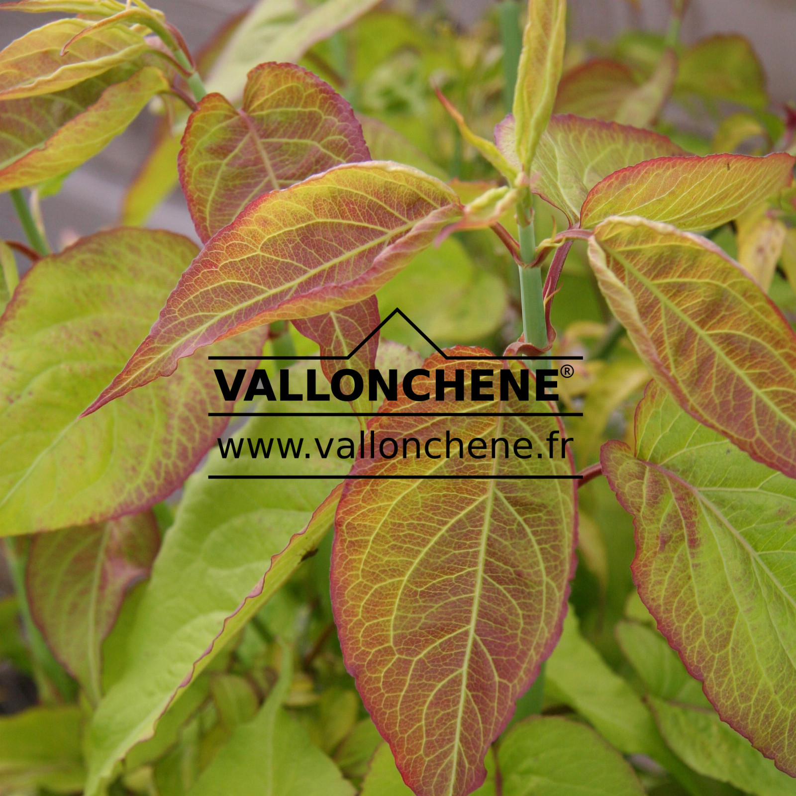 LEYCESTERIA formosa ‘Golden Lanterns’ (R) en Juin