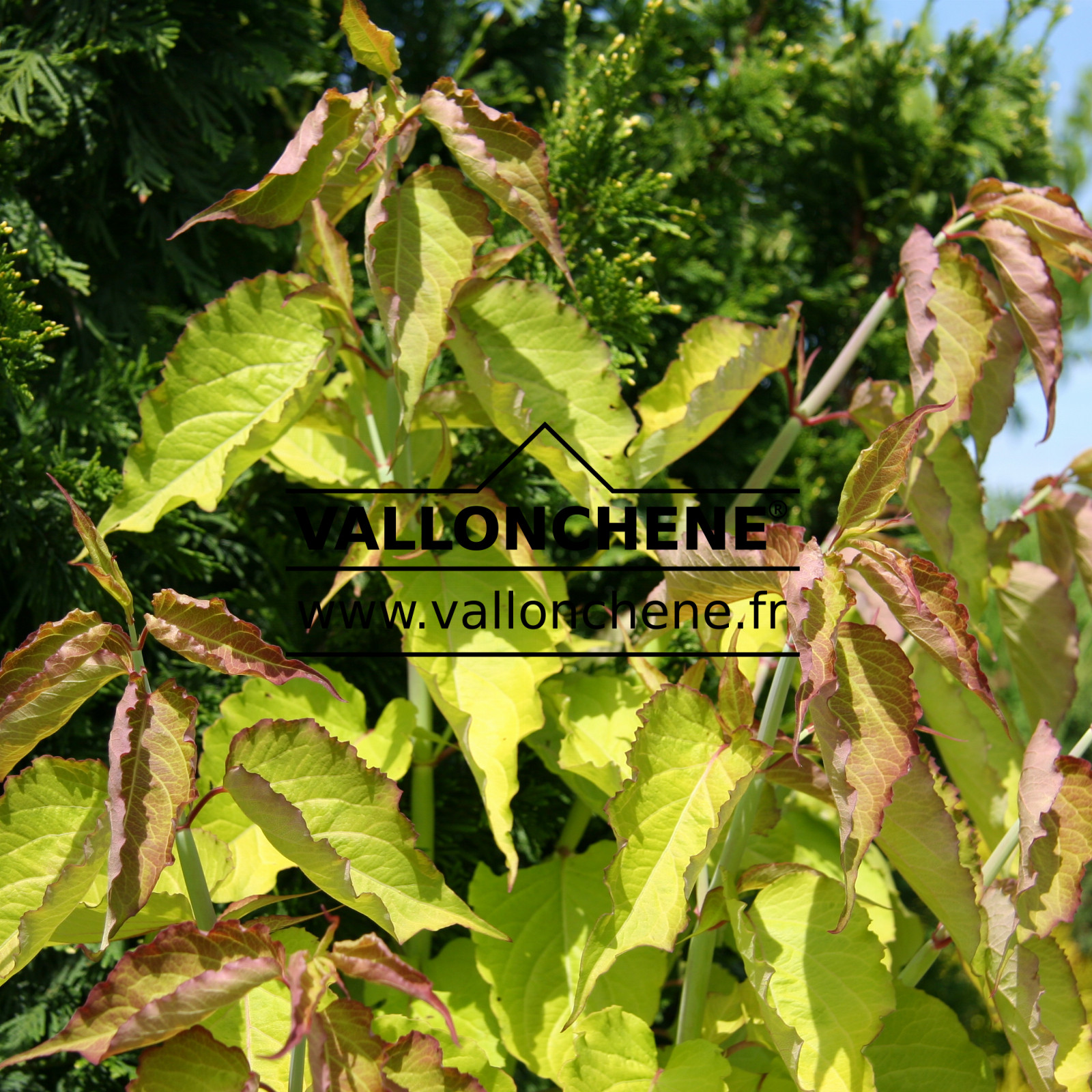 LEYCESTERIA formosa ‘Golden Lanterns’ (R) en Juin