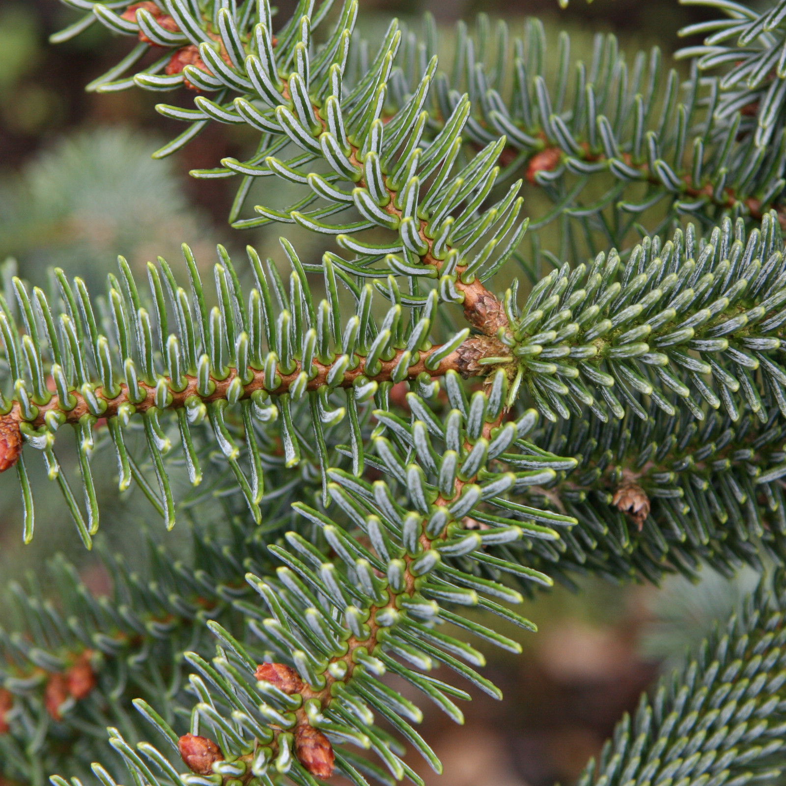 ABIES pinsapo ‚Kelleriis‘ en Novembre