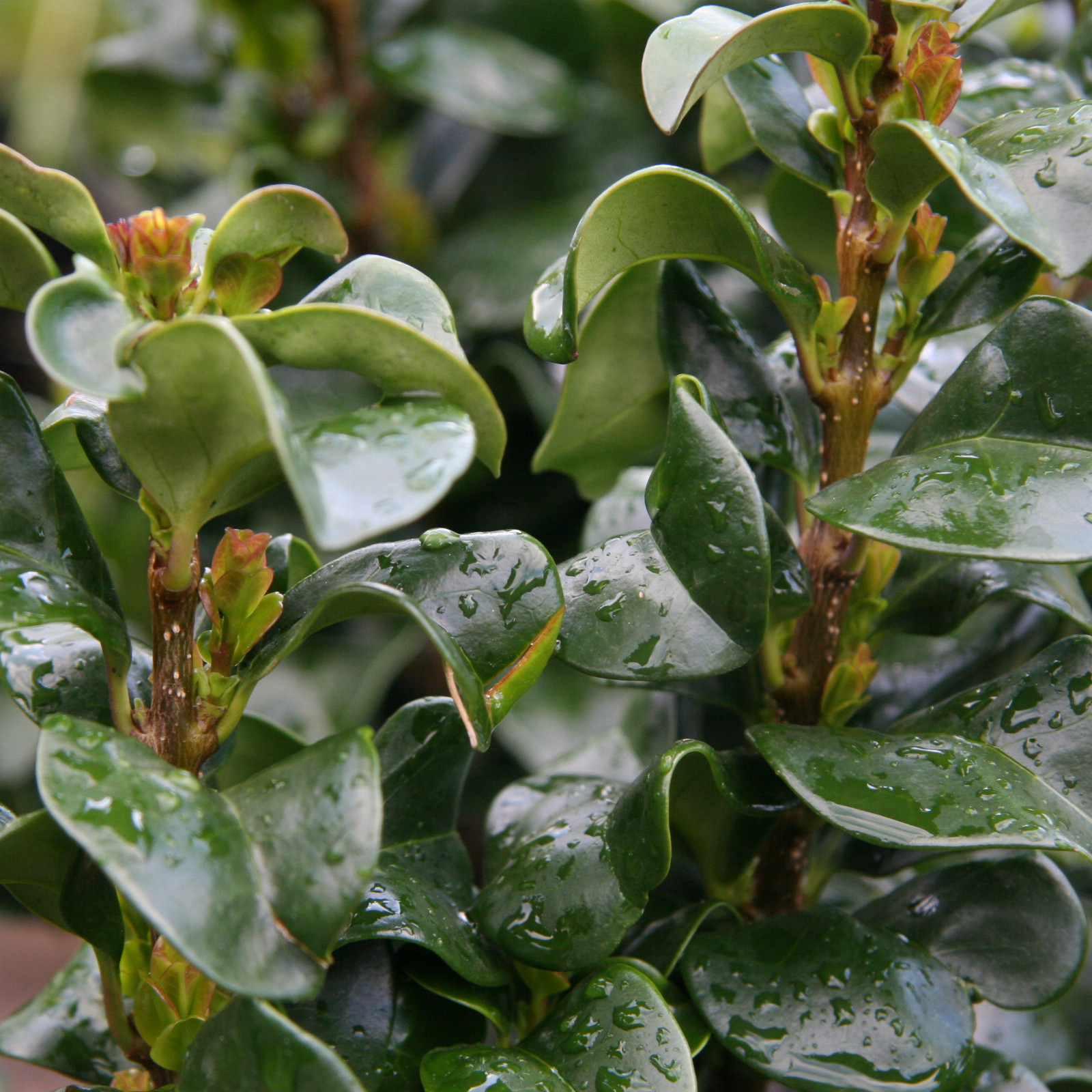 LIGUSTRUM japonicum ‘Rotundifolium’ en Mai