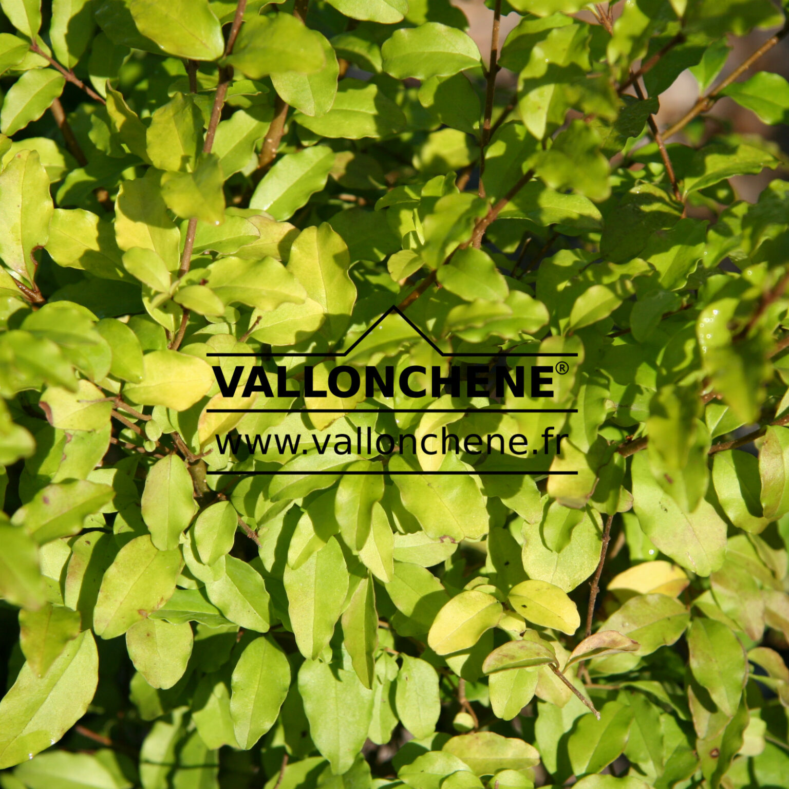 LIGUSTRUM ovalifolium 'Lemon and Lime' troène de Califonrie doré