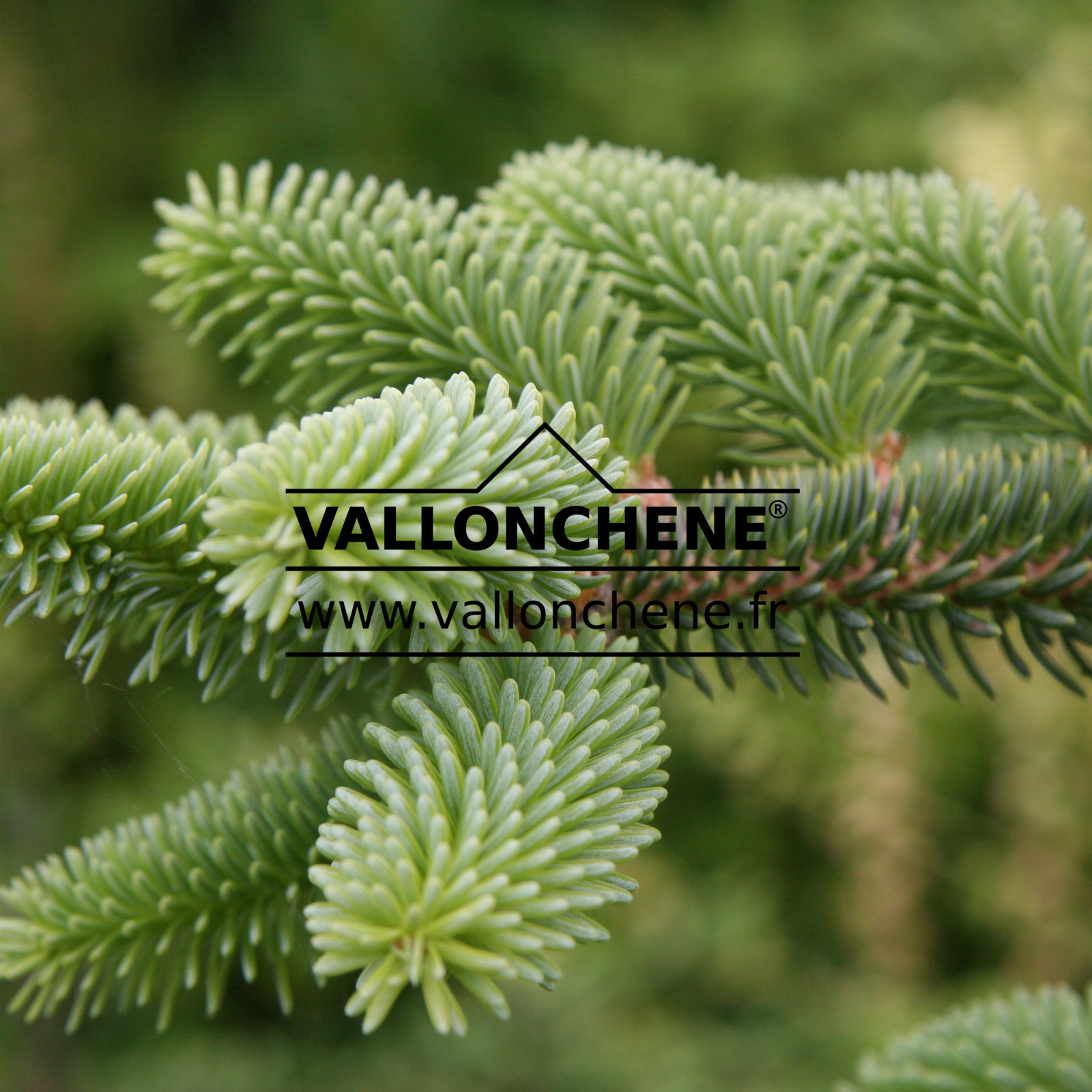 ABIES pinsapo 'Kelleriis' en Juin