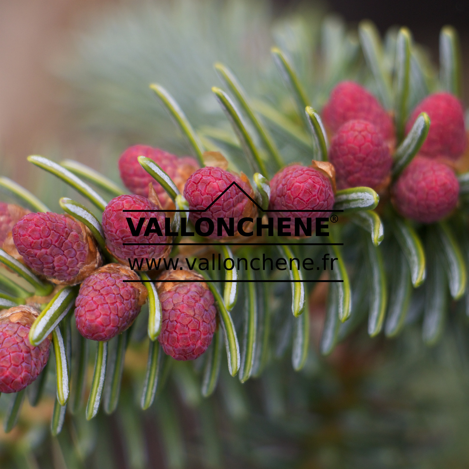 ABIES pinsapo ‘Kelleriis’ en Mars