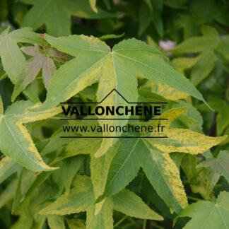 LIQUIDAMBAR styraciflua 'Aurea' en Juin