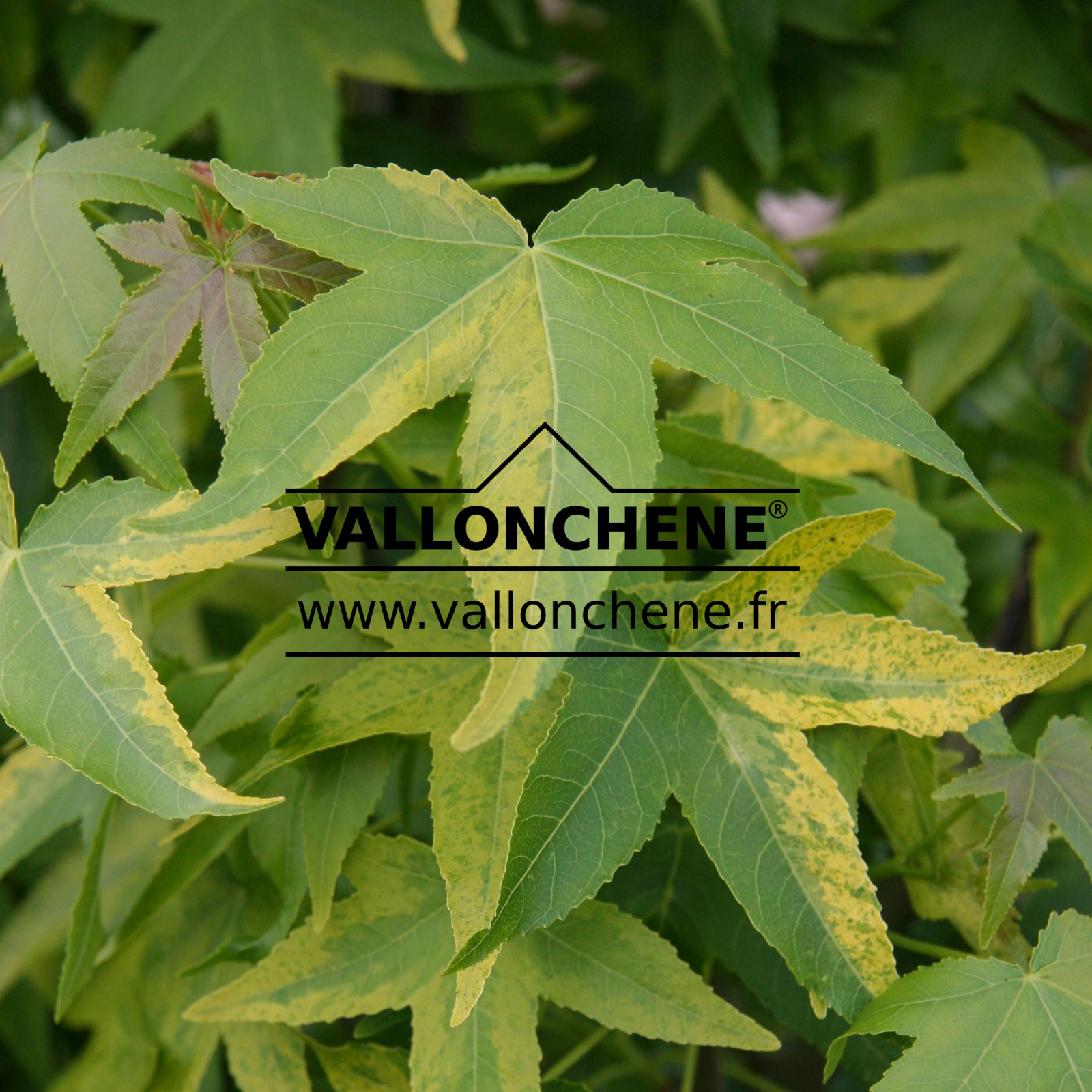 liquidambar styraciflua aurea Archives Vallonchêne