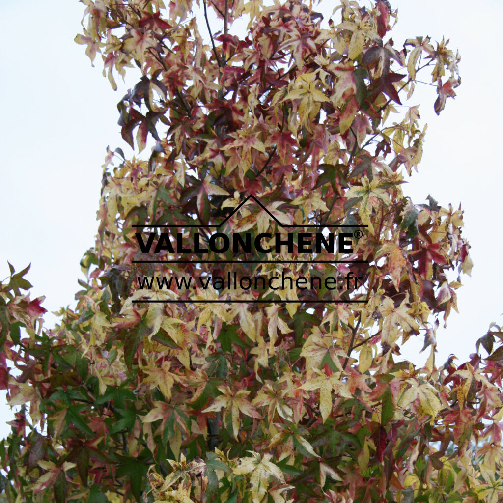 LIQUIDAMBAR styraciflua 'Aurea' (Amerikanischer Amberbaum)