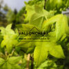 LIQUIDAMBAR styraciflua ‘Schock’s Gold’ en Mai LIQUIDAMBAR styraciflua ‘Schock’s Gold’ en Mai
