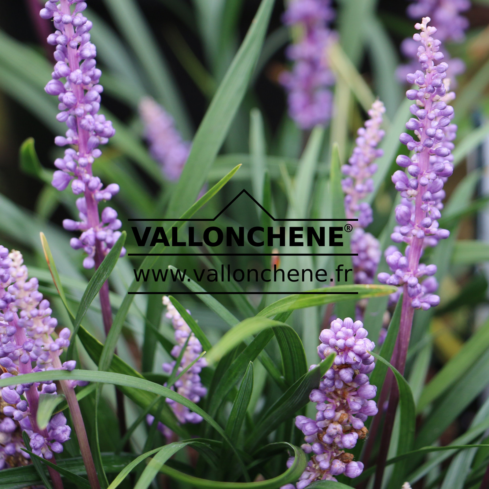 LIRIOPE muscari ‘Moneymaker’