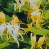 LONICERA japonica ‘Halliana’ en Avril