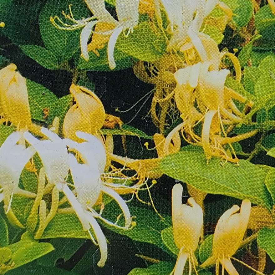 LONICERA japonica 'Halliana' en Avril