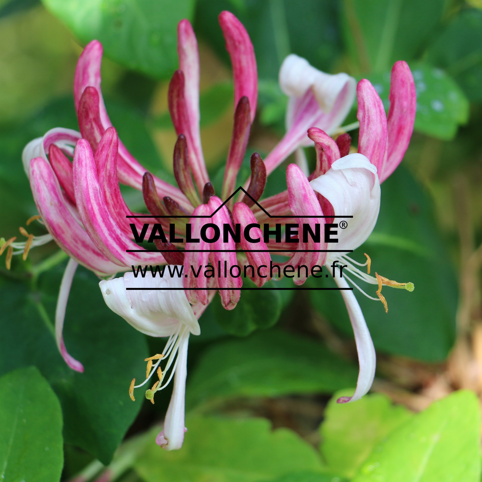 LONICERA periclymenum ‚Caprilia Imperial (R)‘ en Juin