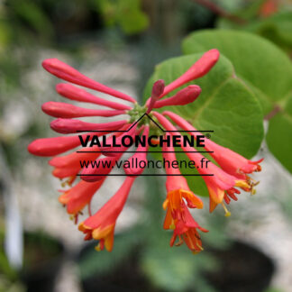 LONICERA x brownii 'Dropmore Scarlet'