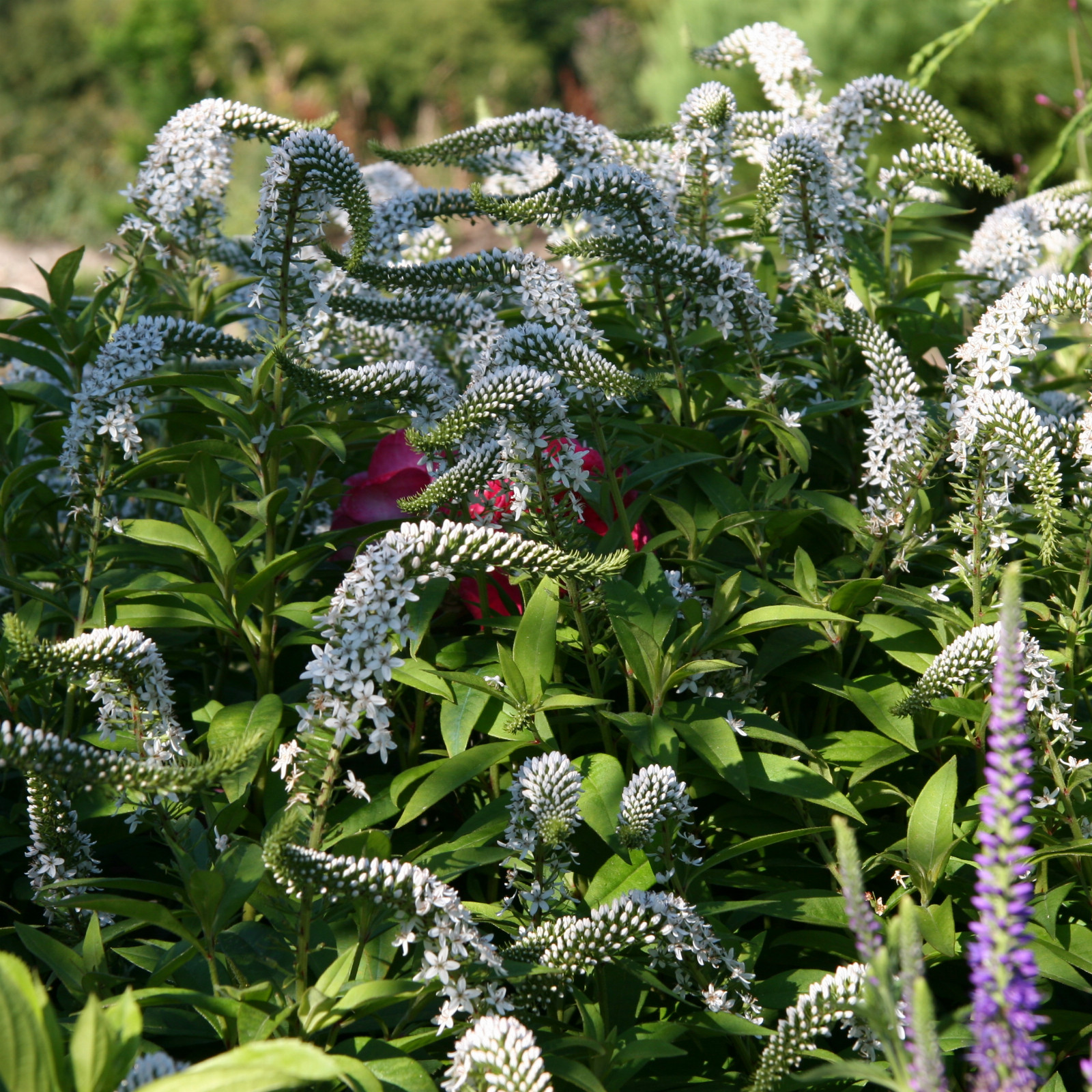 LYSIMACHIA clethroides en Juillet