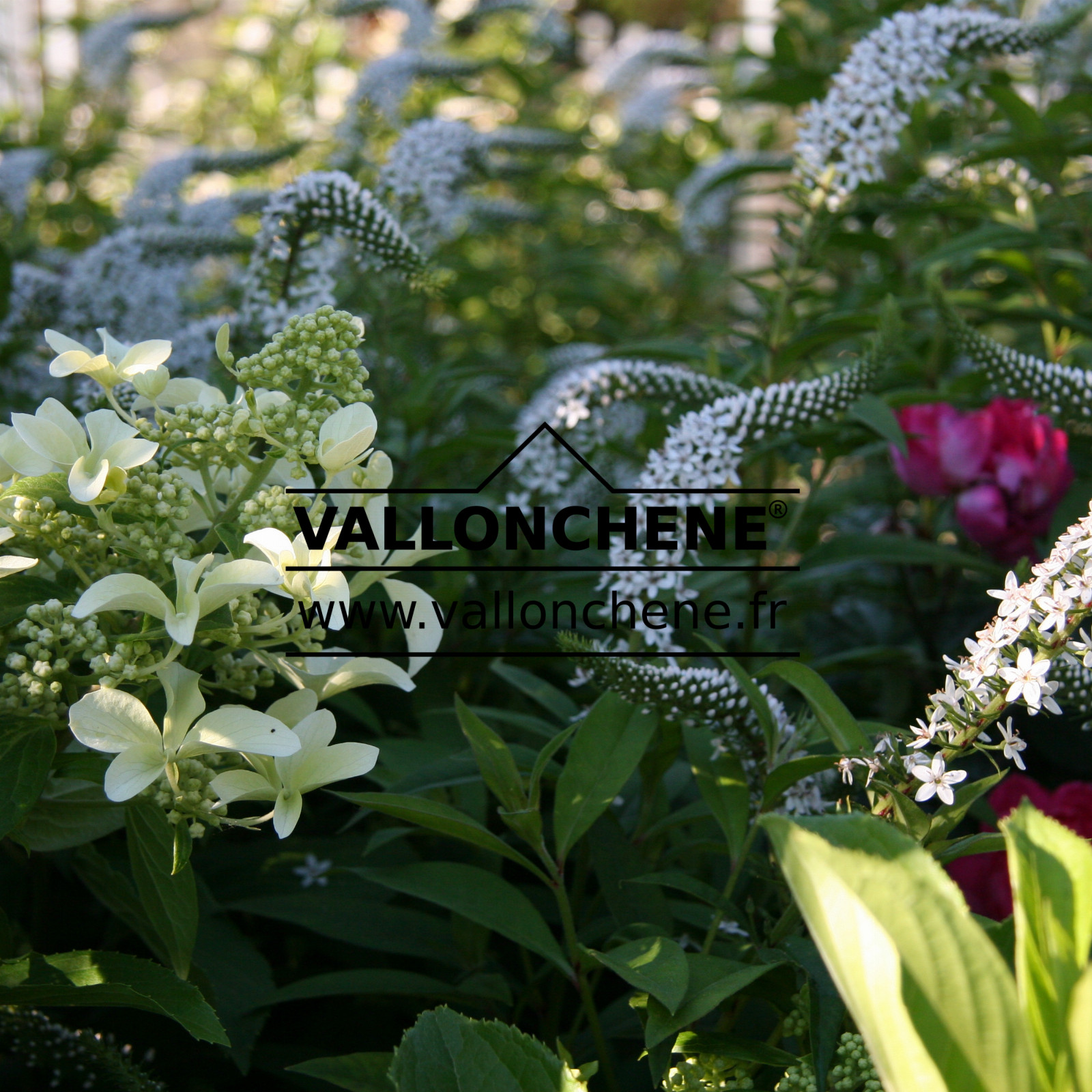 LYSIMACHIA clethroides en Juillet