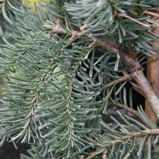 ABIES procera 'Delbar's Cascade' en Mars