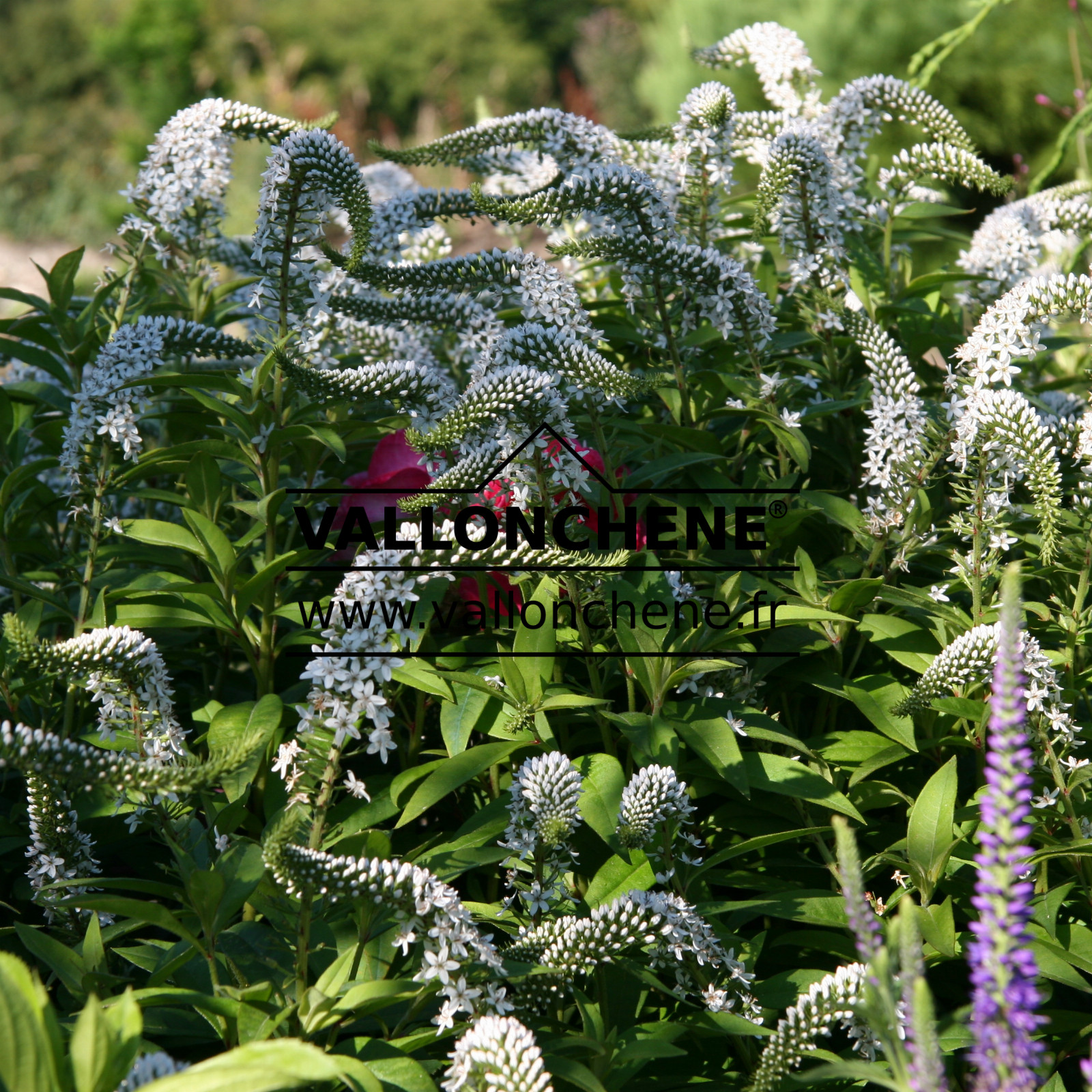 LYSIMACHIA clethroides en Juillet