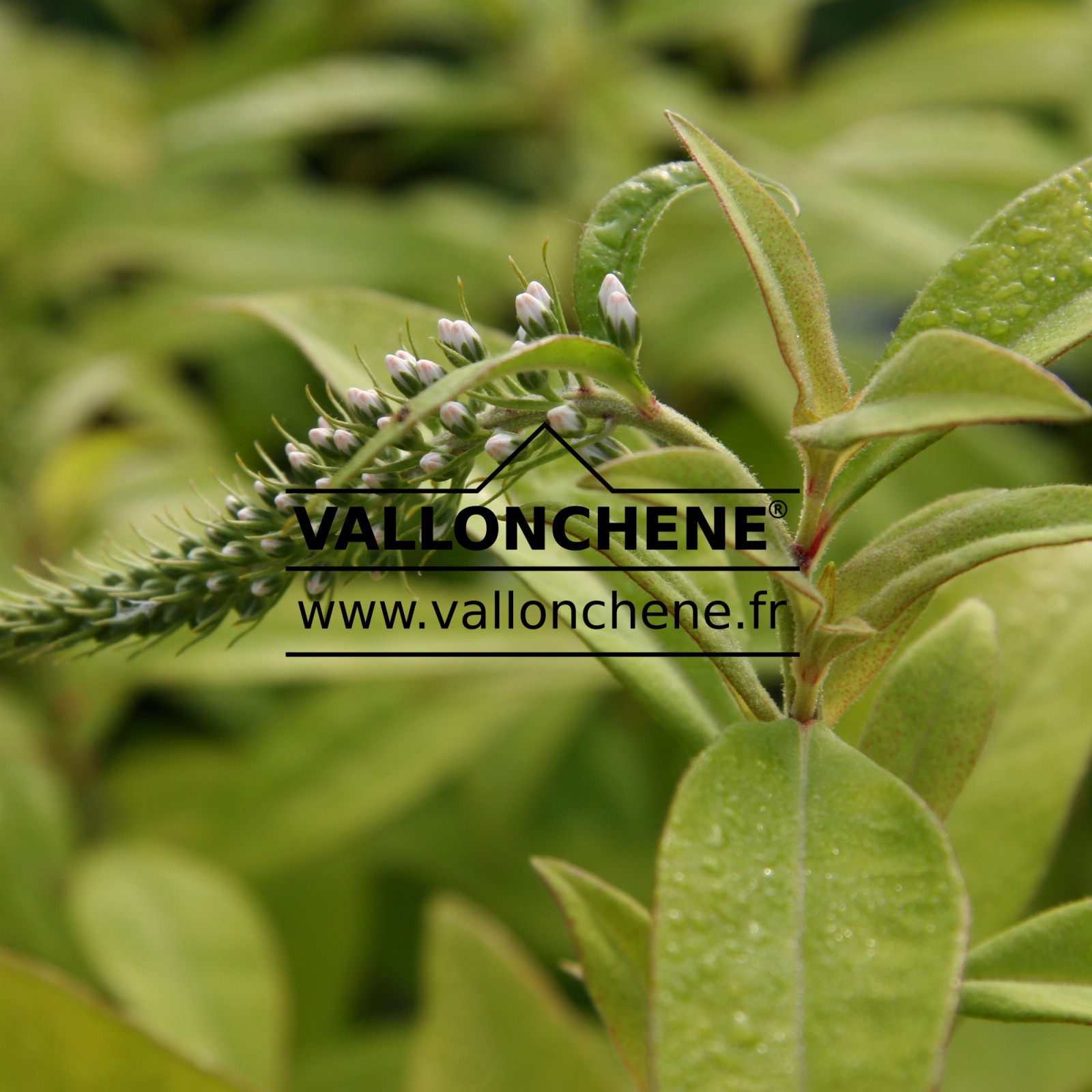 LYSIMACHIA clethroides en Juin