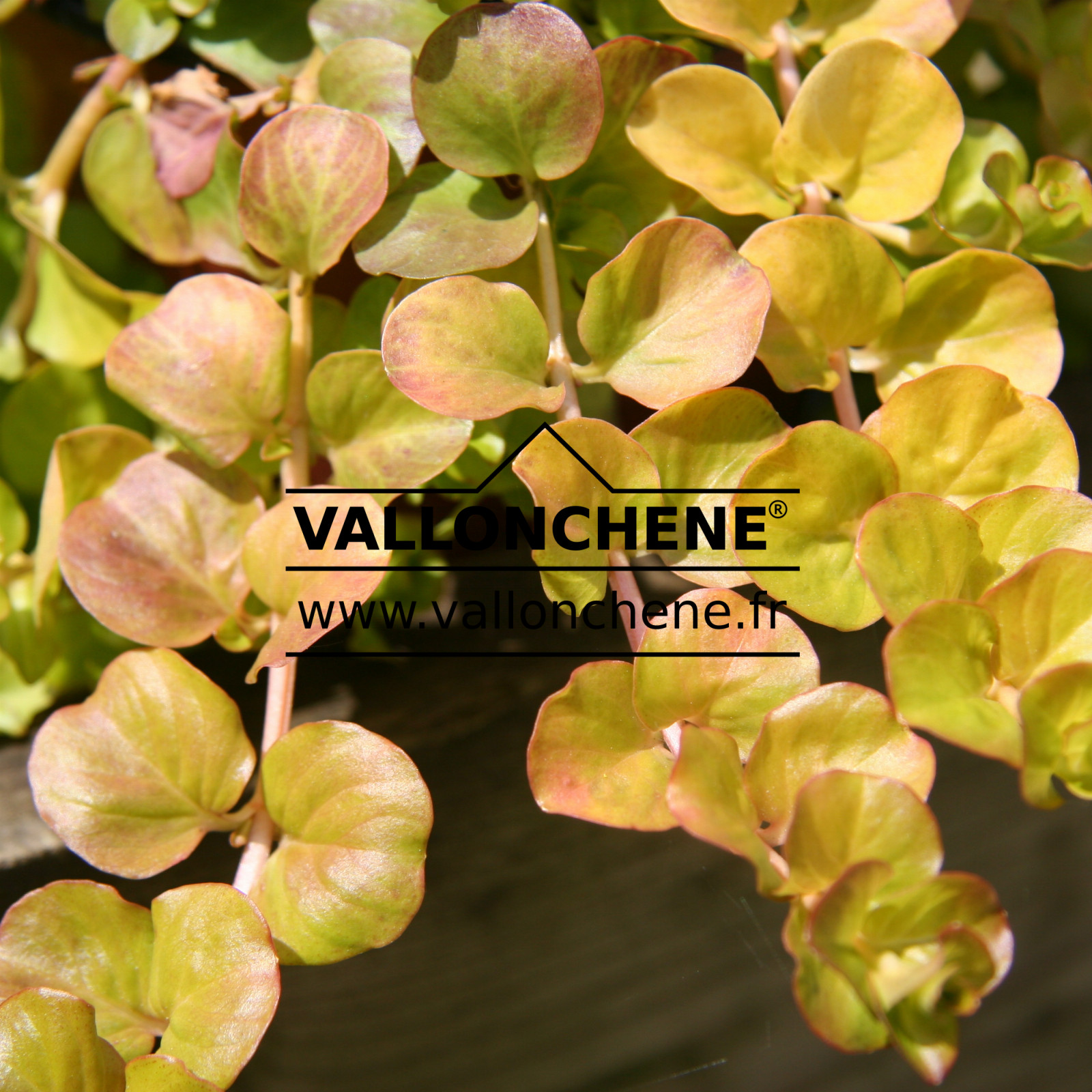 LYSIMACHIA nummularia ‚Aurea‘ en Juin