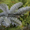 ABIES procera 'Glauca' en Septembre