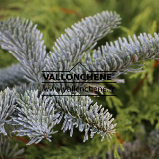 ABIES procera 'Glauca' en Septembre