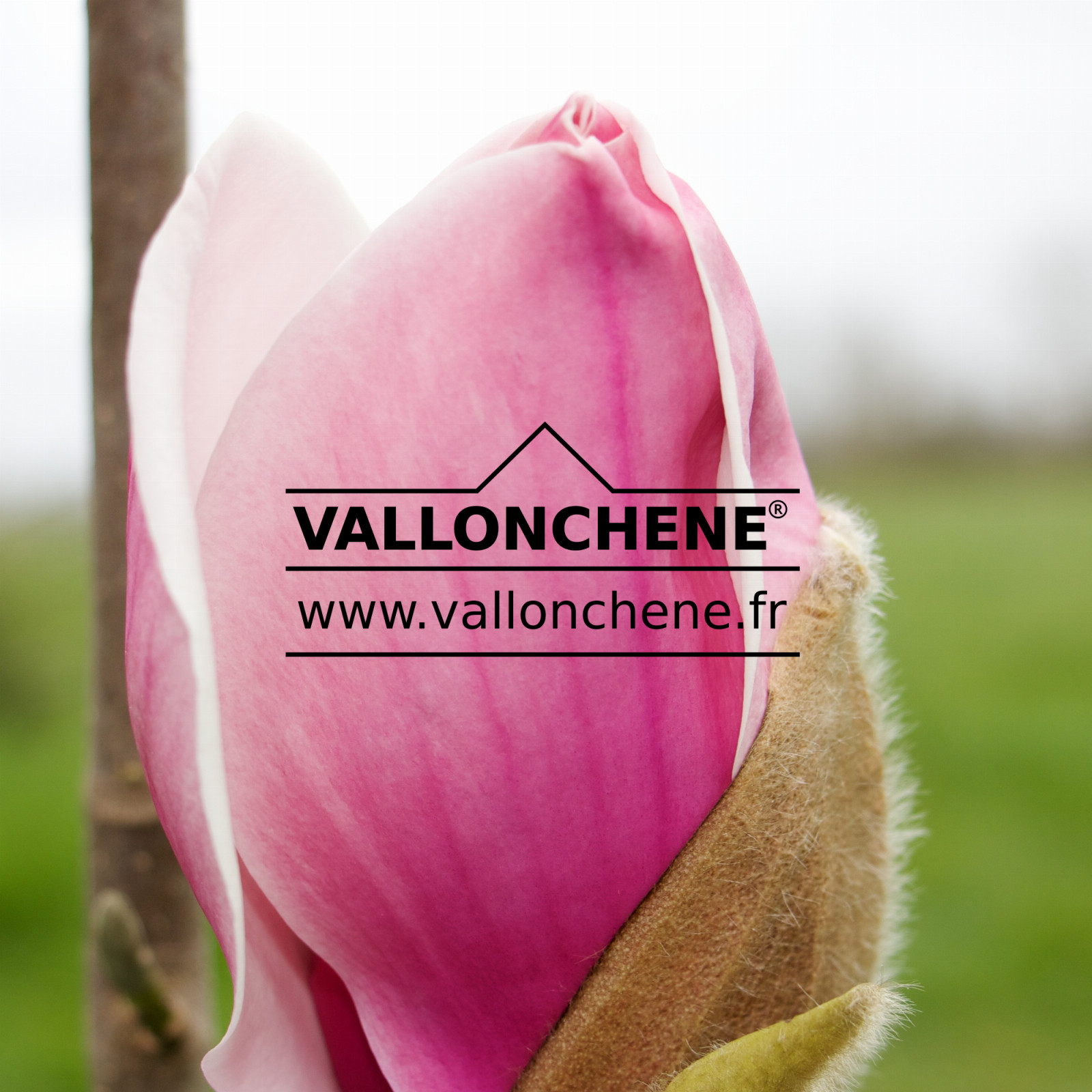 MAGNOLIA 'Atlas' en Février