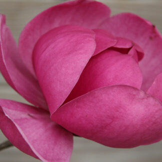 MAGNOLIA 'Black Tulip' en Mars