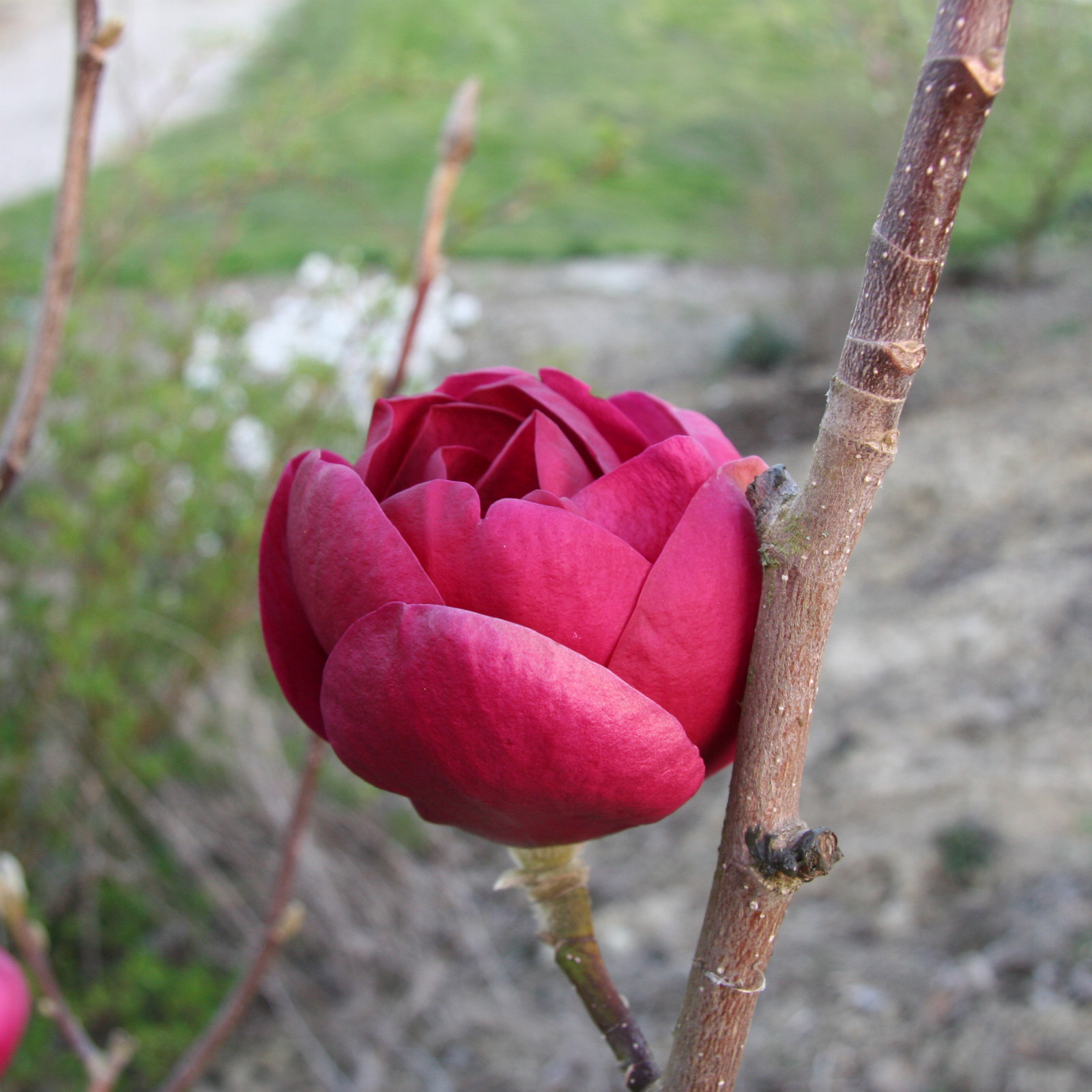 MAGNOLIA ‘Black Tulip’ en Avril