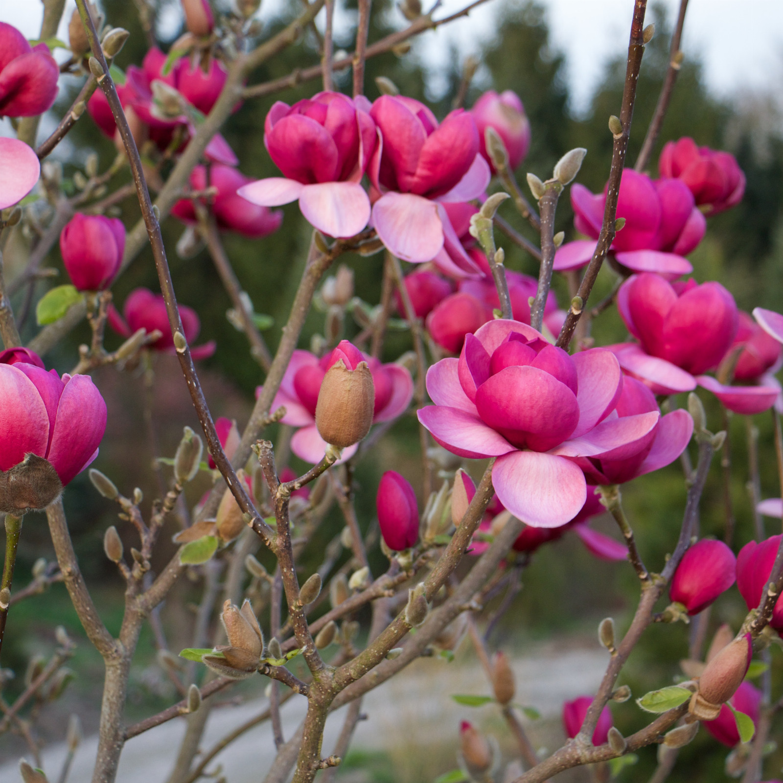 MAGNOLIA 'Black Tulip' en Mars