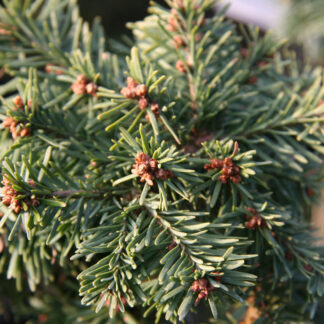 ABIES procera 'Hupp's Dwarf' en Avril