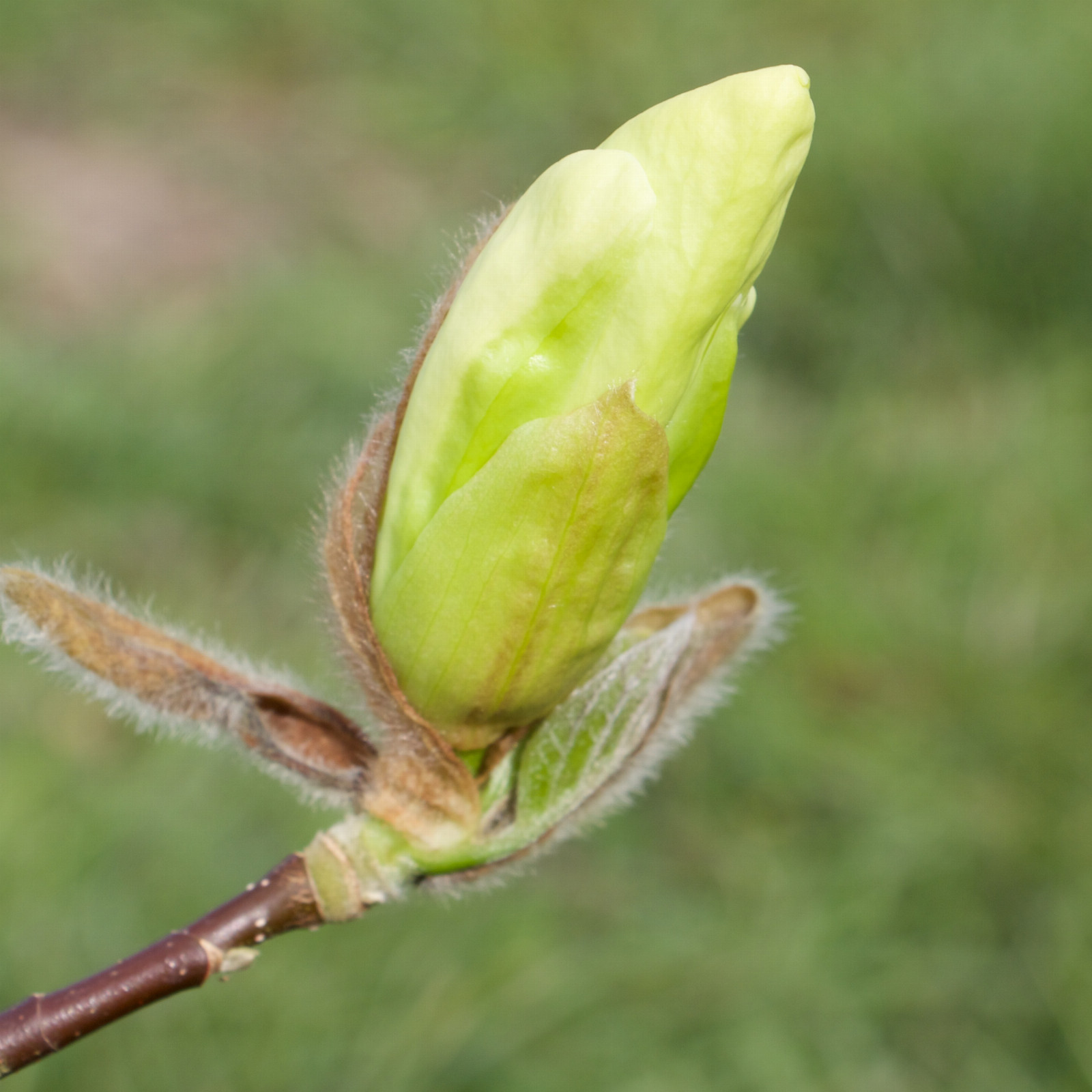 MAGNOLIA ‚C 90073‘ en Mars