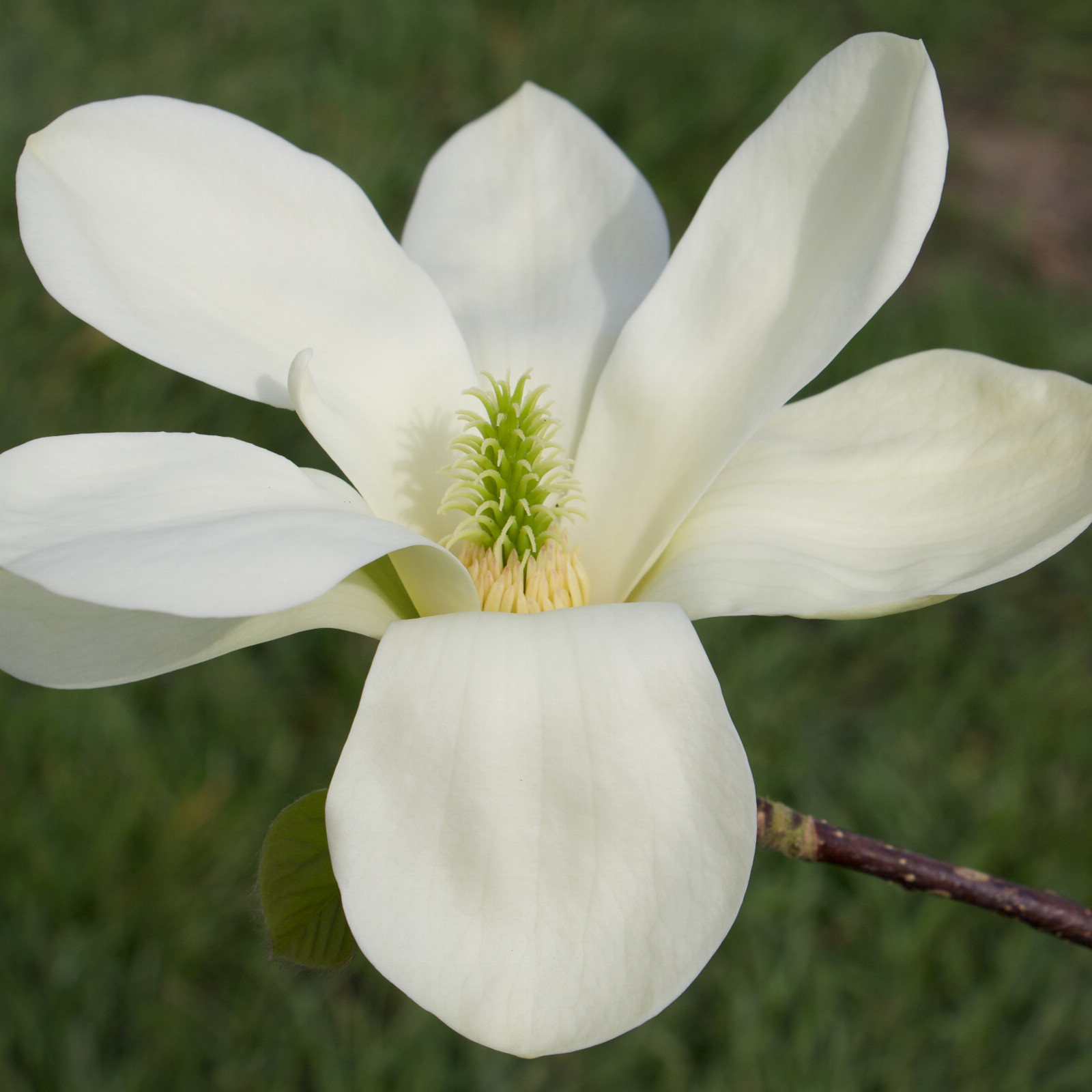 MAGNOLIA ‘C 90073’ en Mars