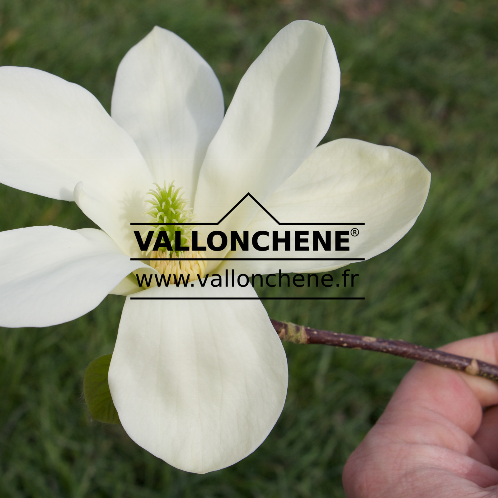 MAGNOLIA ‘C 90073’ en Mars