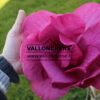 MAGNOLIA ‘Felix Jury’ en Mars