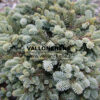 ABIES procera 'Procumbens' en Avril
