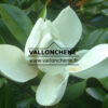 MAGNOLIA grandiflora 'Galissoniensis' en Août